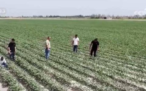 今年我国棉花种植面积达4482.3万亩 产业可持续发展稳步推进