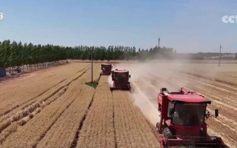 进度快、质量优！夏粮小麦收购“开门红” 政策保障售粮无忧