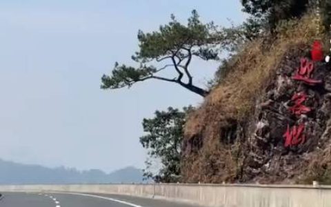 广西“迎客松”被砍！曾是很多人回家的标志，部门回应