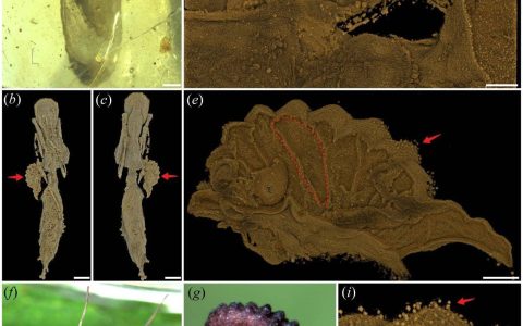 琥珀现最古虫草！寄生蚂蚁历史达亿年