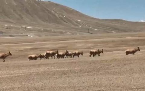 守护“高原精灵”迁徙“生命通道” 见证我国生态保护领域“硕果累累”