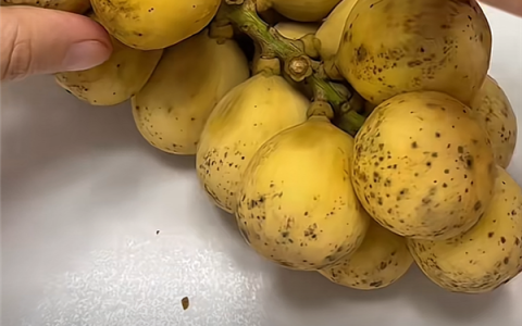 这种外表长得像土豆的水果 竟是泰国王妃们的最爱！