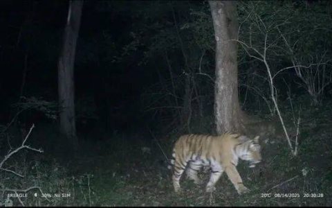 野生东北虎“完达山一号”本月现身东北虎豹国家公园东宁片区