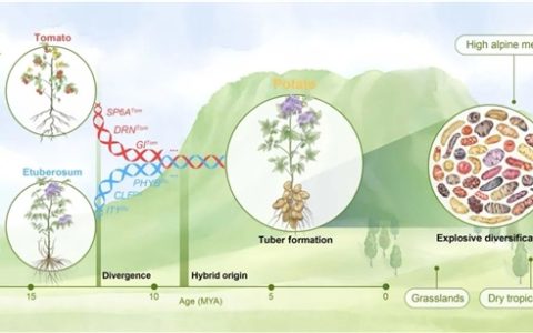 中国农科院惊人发现：土豆的妈妈竟是西红柿