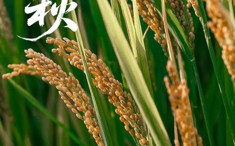 今日立秋 | 想道“天凉好个秋”？其实……