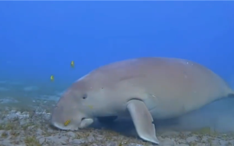 全球最古老海洋哺乳动物现身南海：永暑礁发现“美人鱼”