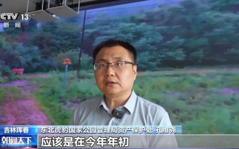 两年产两胎五崽！东北虎豹活动范围扩大，超过1.1万平方公里