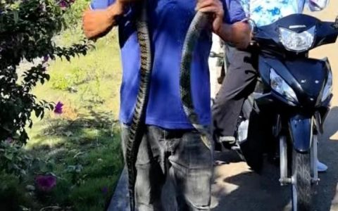 莫贪玩 一男子误将眼镜王蛇当无毒蛇 被咬身亡