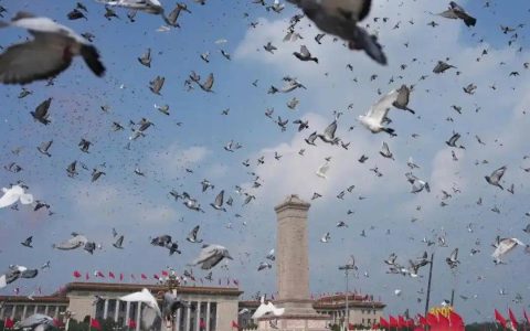 参加阅兵后，信鸽如何找到回家的路？