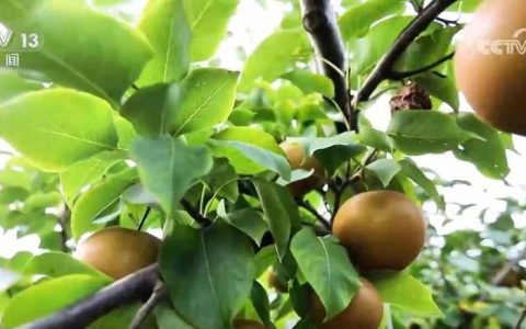 时令蔬果丰富居民“菜篮子” "小果子"撑起乡村振兴"大产业"