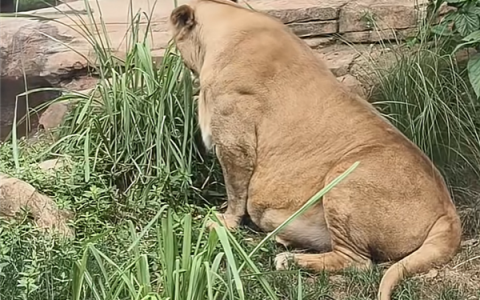 成都动物园狮子被吐槽胖成球 园方：帮减肥1年多 但效果不理想