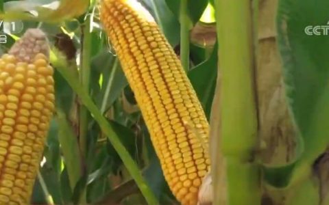 秋粮收获进入高峰期 多地“干”字当头守住粮食安全底线