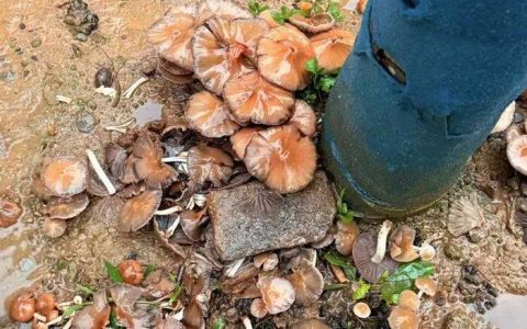 济南雨后路边长出蘑菇，医生紧急提醒：切勿食用