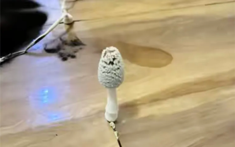 湖北一网友国庆出门后家里长蘑菇 专家：学名灰盖拟鬼伞 可食用