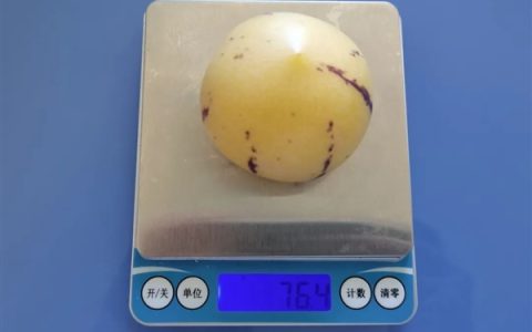 维C是柠檬的3倍！这种水果界的“人参”错过太可惜