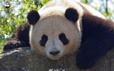 2027年新一对大熊猫将落户法国