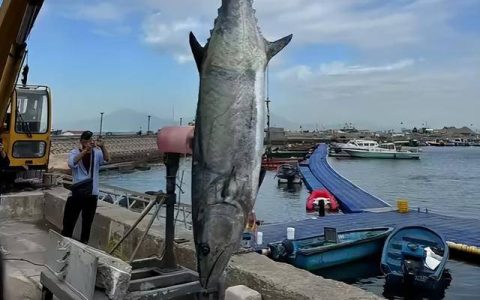 男子钓出227.2斤鱼王引围观，长2.6米中华马鲛鱼