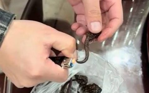 泡了十余年“药酒”里的海马竟是塑料？男子：父亲当年花数千元购买
