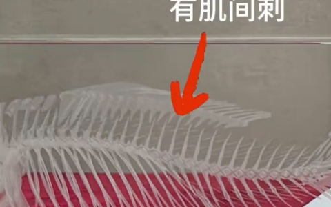 中国人终于对鱼刺“下手”了 中科院培育出无肌间刺鲫鱼