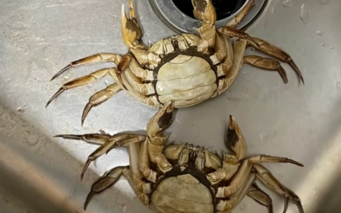 顾客AI合成死螃蟹要求退款 最新进展来了：被拘8日 195元全额追回