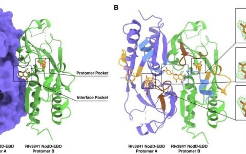 科学家破解豆科植物与根瘤菌的共生密码