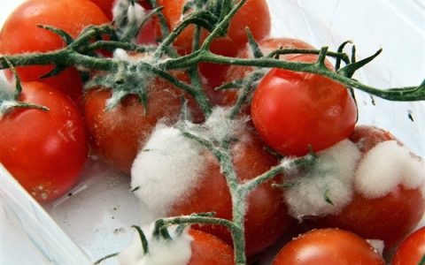 水果发霉了 切掉发霉部分还能吃吗：专家建议直接丢弃