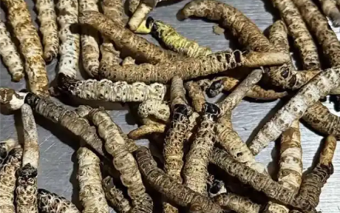 男子摔倒后发现虫草 4天采了几百根 价值三四千元