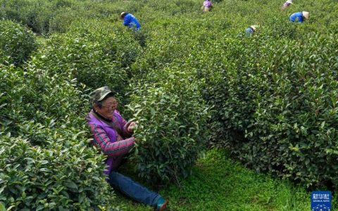 苏州洞庭山：碧螺春茶迎来采摘期