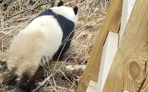 九寨沟震后首次实拍到野生大熊猫：俯下身子钻过栈道护栏
