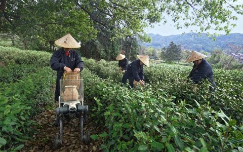 云深处机器人化身“赛博茶农”，打通春茶采运“最初一公里”