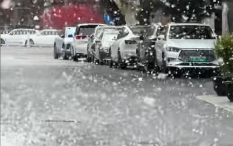 北方多地进入飞絮季：官方回应为何不能把杨柳树都砍了