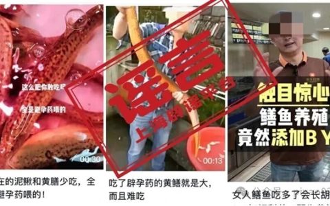 黄鳝在养殖过程中被喂了避孕药？这谣言传30年了