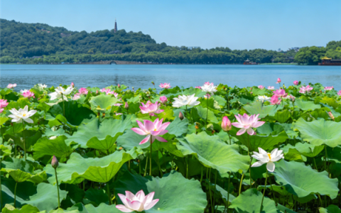 杭州西湖将连续一周撒7吨漂白粉：净化荷花生长区水质